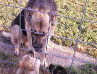 Apollo and his pups 