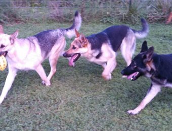 Girls at play at Sugar Creek Farms