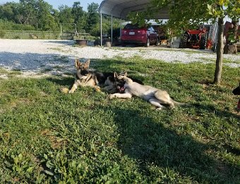 Tilly & Gretel enjoying a sunny day at Sugar Creek Farms