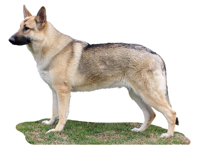 German Shepherd Gretel