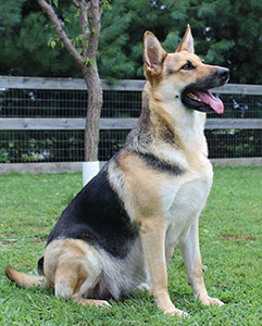 German Shepherds