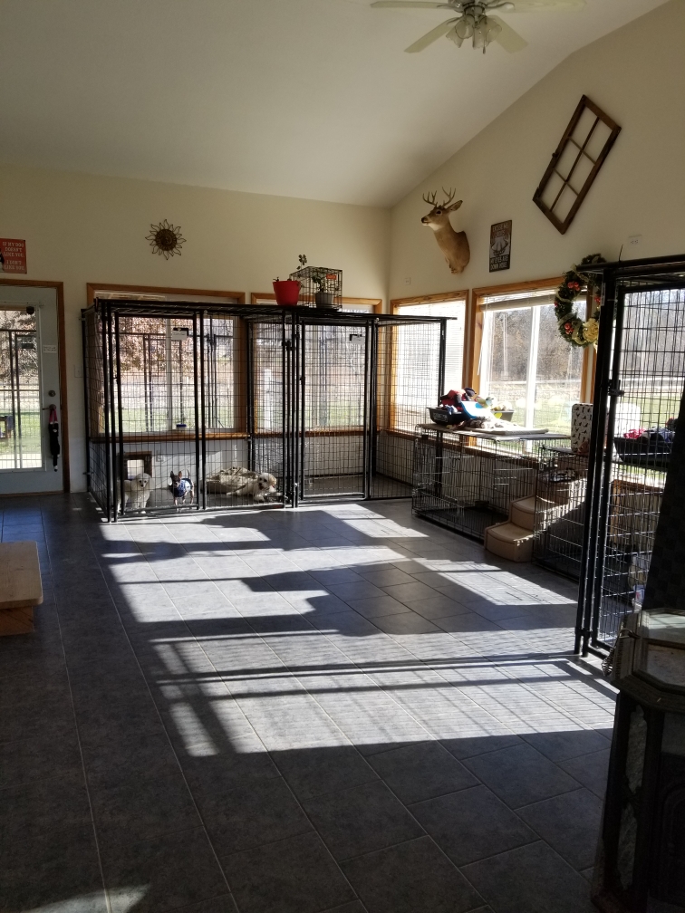 Sunroom Indoor dog boarding