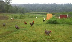 ducks and chickens free range eggs ducks and chickens free range eggs