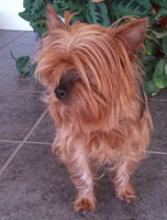 Draco before grooming Iris before dog grooming services