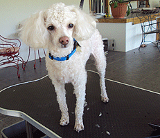 Draco after grooming Draco after dog grooming services