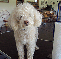 Draco before grooming Draco before dog grooming services