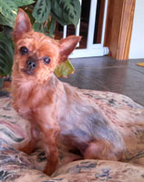 Draco after grooming Iris after dog grooming services