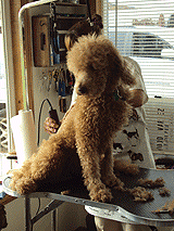 Sunny before grooming dog grooming services