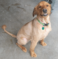 Suzy after grooming Suzy after dog grooming services