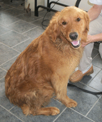 Suzy before grooming Suzy before dog grooming services