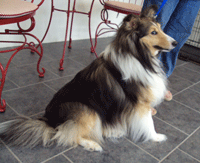 Tony before grooming Tony before dog grooming services