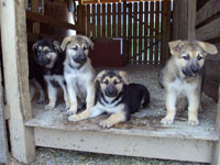 Raising Confident Puppies