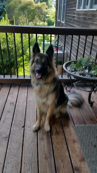 German Shepherd of Sugar Creek Farms