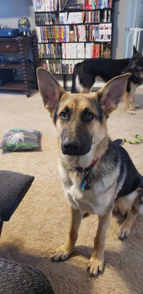 German Shepherd of Sugar Creek Farms