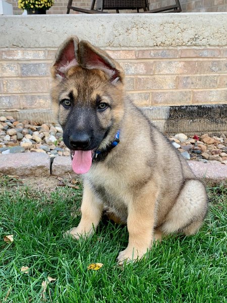 German Shepherd of Sugar Creek Farms