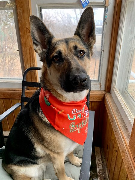 German Shepherd of Sugar Creek Farms