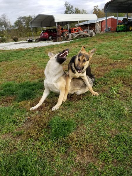 Gretel & Tilly at play at Sugar Creek Farms