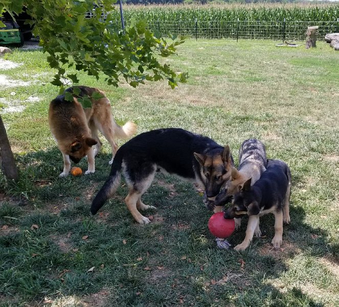 Hans Gretel & Tilly German Shepherds Tug-O-War