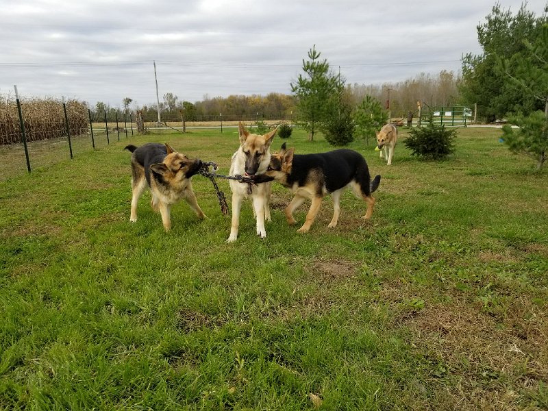 Hanzel Gretel & Tilly German Shepherds Tug-O-War