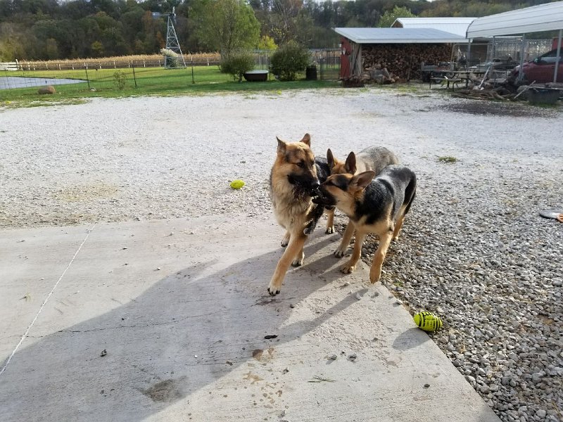 Hanzel Gretel & Tilly German Shepherds at play