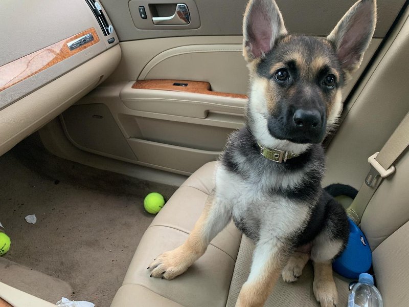 German Shepherd of Sugar Creek Farms