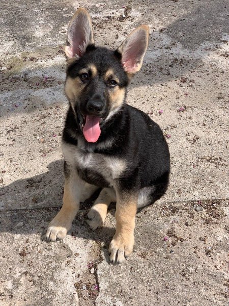 German Shepherd of Sugar Creek Farms