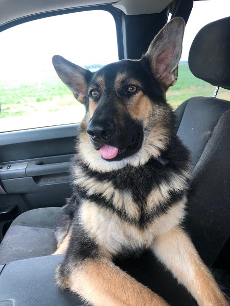 German Shepherd of Sugar Creek Farms