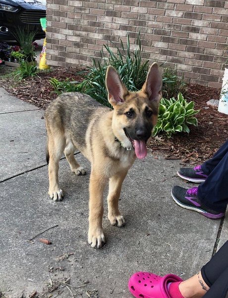 German Shepherd of Sugar Creek Farms