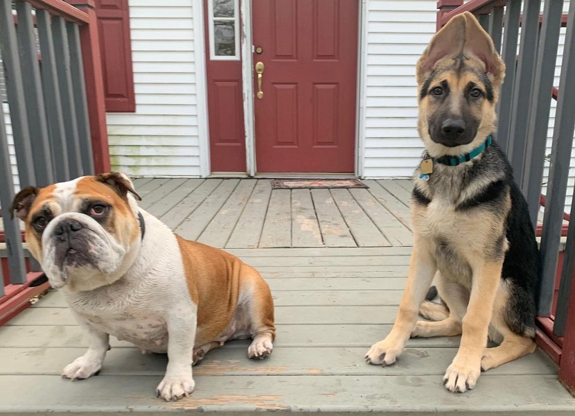 German Shepherd of Sugar Creek Farms with new friend