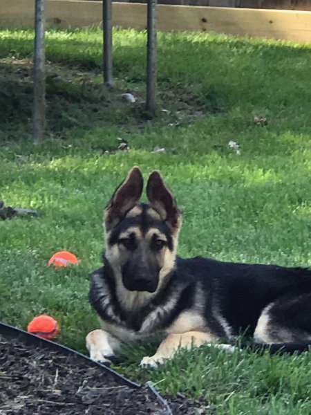 German Shepherd of Sugar Creek Farms