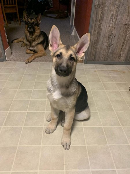 German Shepherd of Sugar Creek Farms