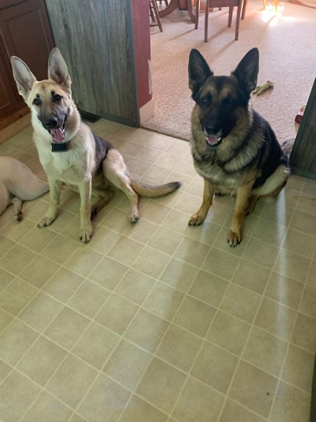 German Shepherds of Sugar Creek Farms