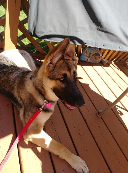 German Shepherd of Sugar Creek Farms