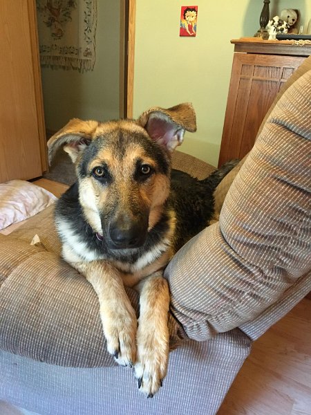 German Shepherd of Sugar Creek Farms