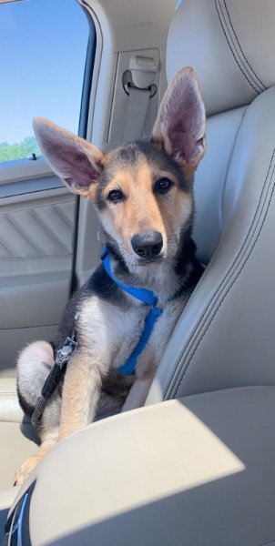 German Shepherd of Sugar Creek Farms