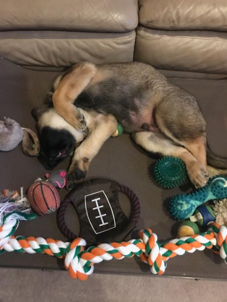 German Shepherd of Sugar Creek Farms