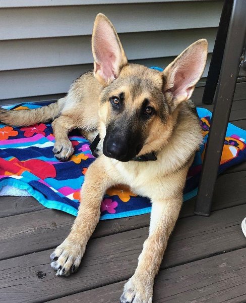 German Shepherd of Sugar Creek Farms