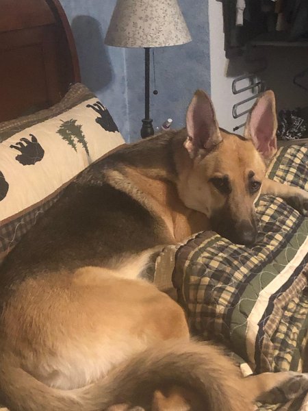 German Shepherd of Sugar Creek Farms