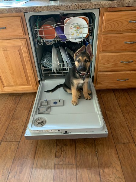 German Shepherd of Sugar Creek Farms