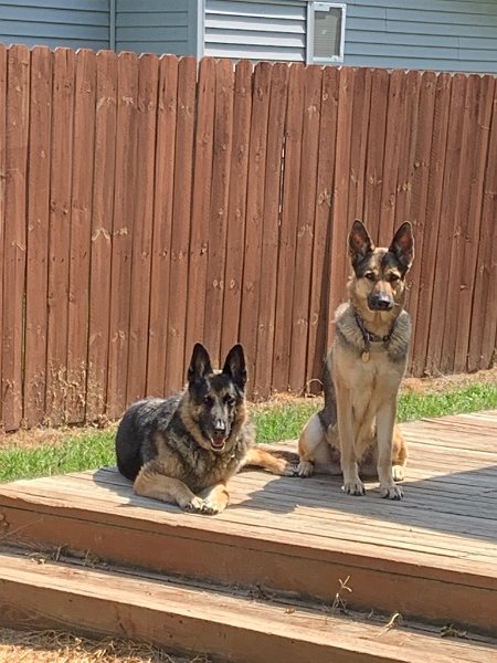 German Shepherds of Sugar Creek Farms