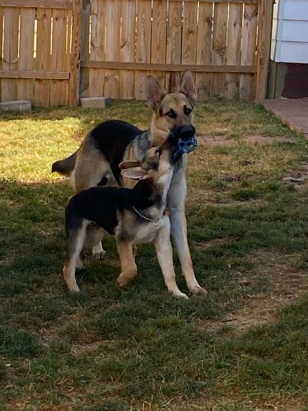 German Shepherds of Sugar Creek Farms