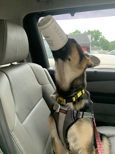 German Shepherd of Sugar Creek Farms