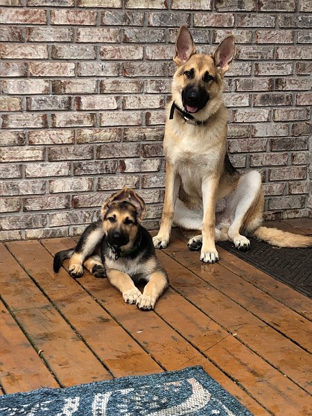 German Shepherds of Sugar Creek Farms