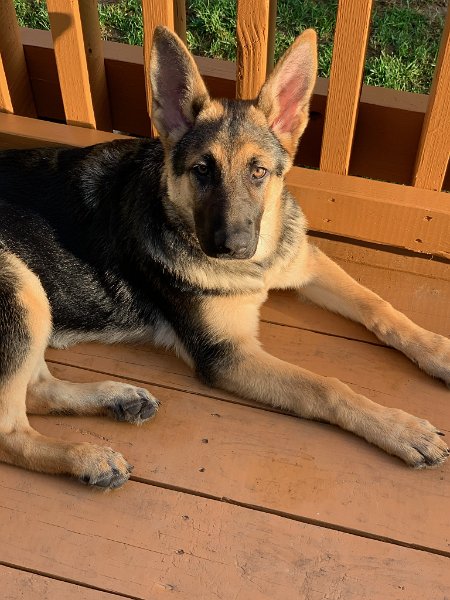 German Shepherd of Sugar Creek Farms