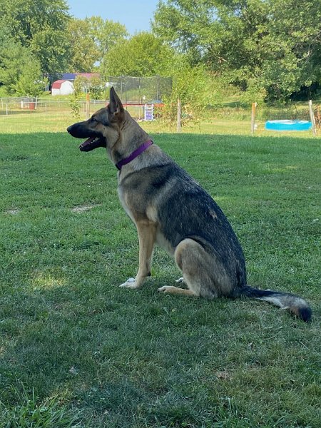 German Shepherd of Sugar Creek Farms