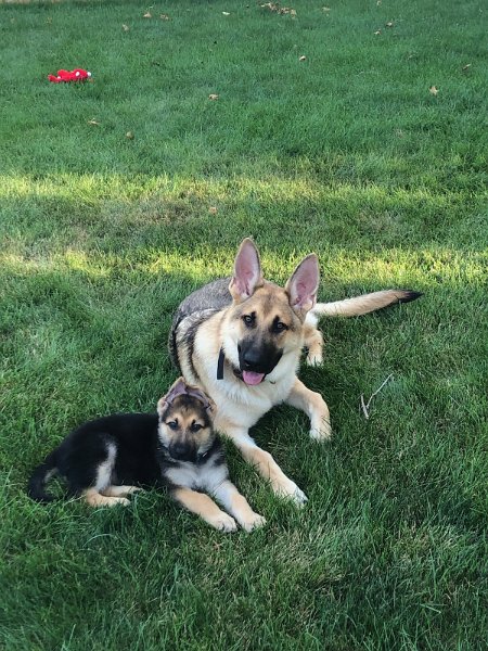 German Shepherds of Sugar Creek Farms