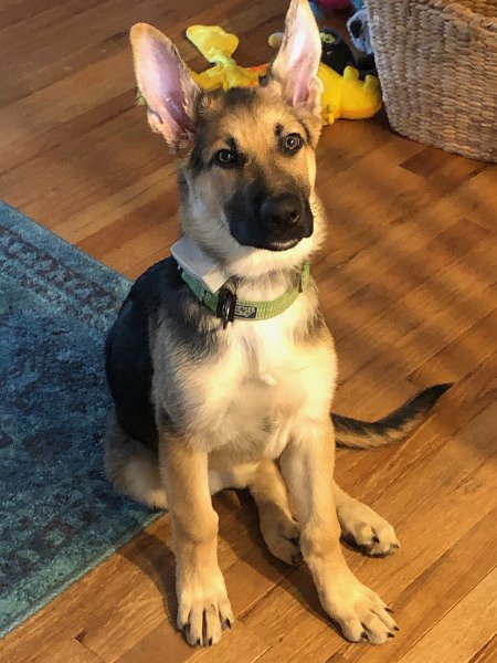 German Shepherd of Sugar Creek Farms