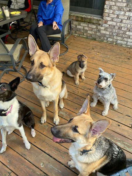 German Shepherds of Sugar Creek Farms & friends