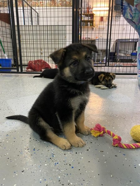 German Shepherd of Sugar Creek Farms