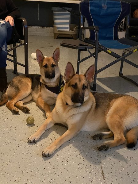 German Shepherds of Sugar Creek Farms